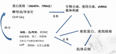 金开瑞在线培训圆满落幕----暨《蛋白表达及抗体应用技术分享》