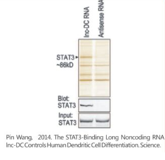 lncRNA实验问答