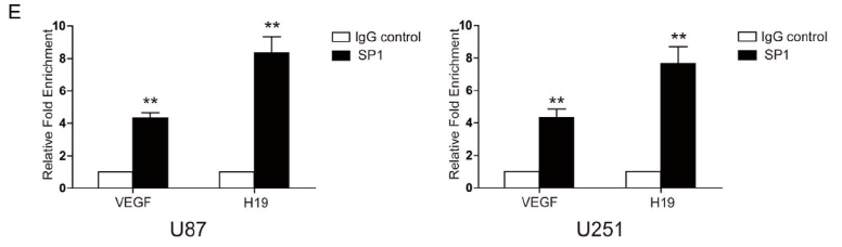 SP1抗体进行ChIP实验图