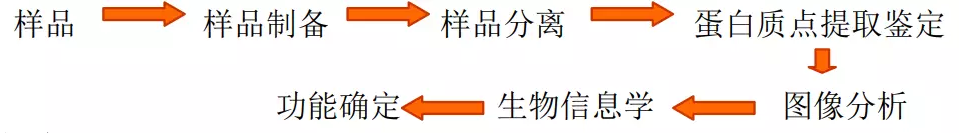 蛋白质组学实验流程图