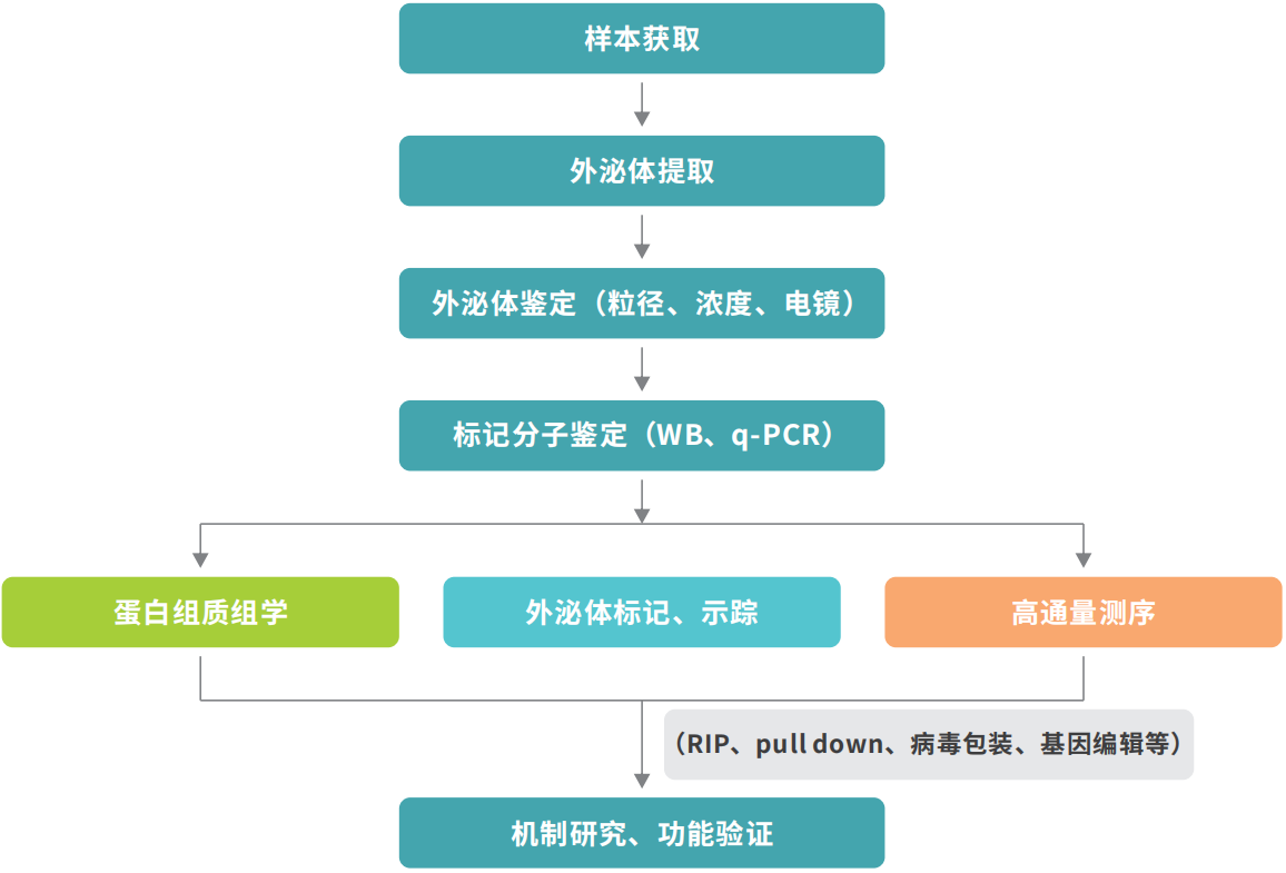 外泌体技术流程