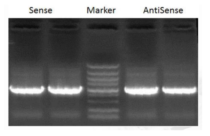 RNA pull down