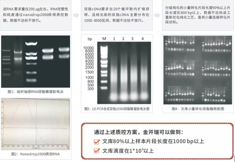 酵母双杂交