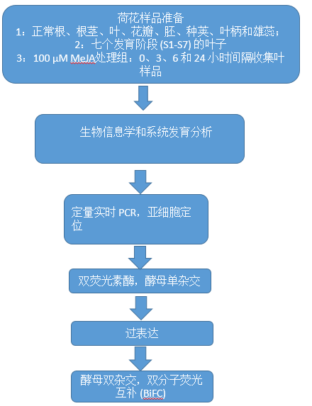 核酵母双杂交验证