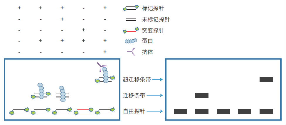 电泳迁移率实验